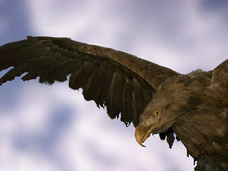 Image showing Eagle