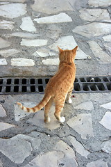 Image showing Curious cat