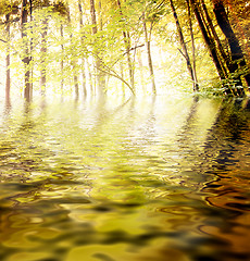 Image showing Green forest : autumn