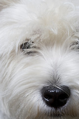 Image showing white terrier