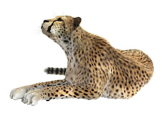 Image showing Cheetah