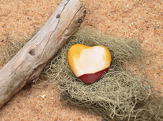 Image showing Jasper on beach