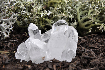 Image showing Rock crystal on forest floor