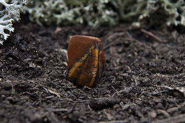 Image showing Tigers eye on forest floor