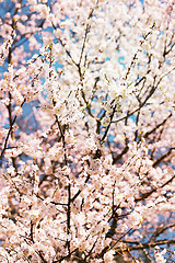 Image showing Spring flowers on the tree 
