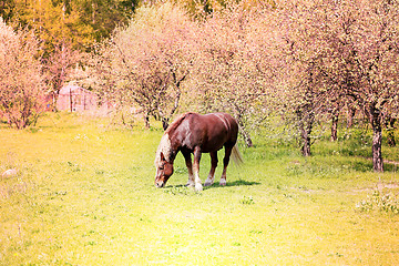 Image showing Beautiful horses