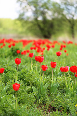 Image showing Spring beautiful flowers tulips 