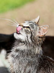 Image showing Beautiful cats photographed