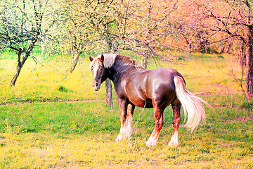 Image showing Beautiful horses