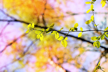 Image showing Beautiful leaves 