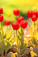 Image showing Spring beautiful flowers tulips 