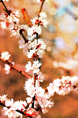 Image showing Spring flowers on the tree 