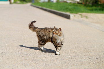 Image showing Beautiful cats photographed