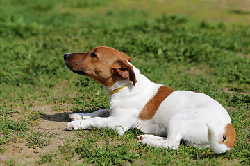 Image showing Beautiful dog  