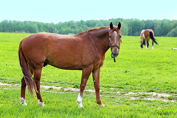 Image showing Beautiful horses