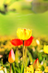 Image showing Spring beautiful flowers tulips 