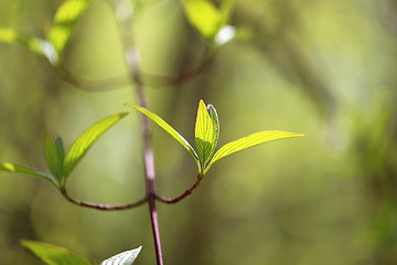 Image showing Beautiful leaves 