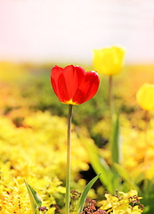 Image showing Spring beautiful flowers tulips 