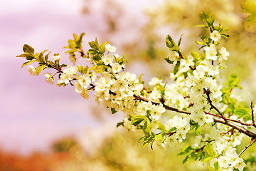 Image showing Spring flowers on the tree 