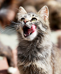 Image showing Beautiful cats photographed