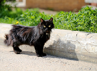 Image showing Beautiful cats photographed