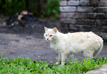 Image showing Beautiful cats photographed