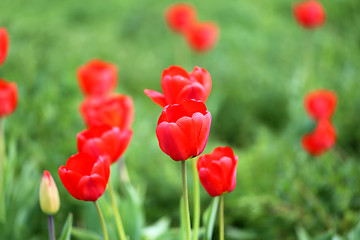 Image showing Spring beautiful flowers tulips 