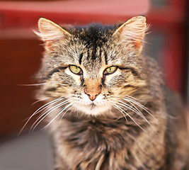 Image showing Beautiful cats photographed