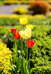 Image showing Spring beautiful flowers tulips 