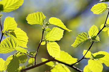 Image showing Beautiful leaves 