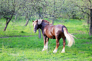 Image showing Beautiful horses