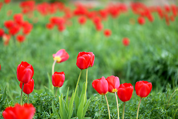 Image showing Spring beautiful flowers tulips 