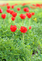 Image showing Spring beautiful flowers tulips 