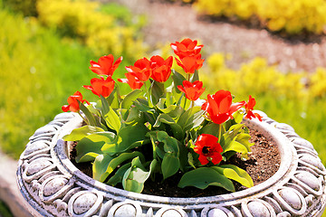 Image showing Spring beautiful flowers tulips 