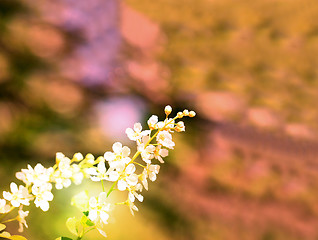 Image showing Spring flowers on the tree 