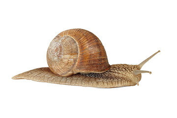 Image showing Edible snail