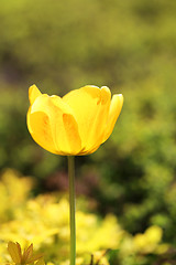 Image showing Spring beautiful flowers tulips 