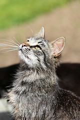 Image showing Beautiful cats photographed