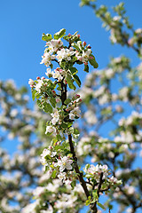 Image showing Spring flowers on the tree 