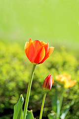 Image showing Spring beautiful flowers tulips 