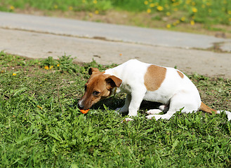 Image showing Beautiful dog  