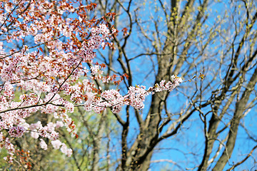 Image showing Spring flowers on the tree 