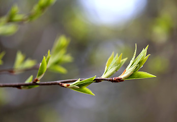 Image showing Beautiful leaves 