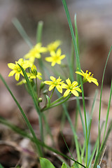 Image showing Green grass in a field 