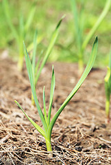 Image showing Green grass in a field 