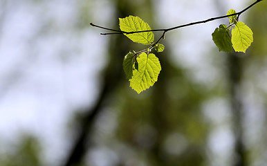 Image showing Beautiful leaves 