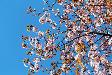 Image showing Spring flowers on the tree 