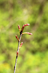 Image showing Beautiful leaves 