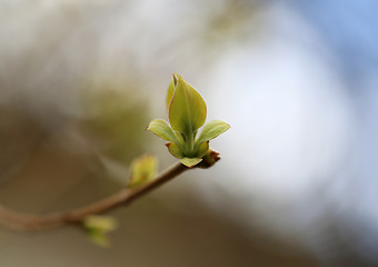 Image showing Beautiful leaves 