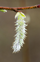 Image showing Spring flowers on the tree 